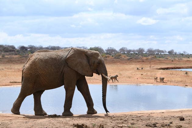 (260812) -- NAIROBI, Aug. 12, 2026 -- This photo taken on July 25, 2026 shows an African elephant at the Tsavo West National Park in Taita-Taveta County, Kenya. August 12 marks World Elephant Day, an international annual event to bring attention to the threats facing elephants and promote their protection. ) KENYA-NATIONAL PARKS-WORLD ELEPHANT DAY LiuxQiong 