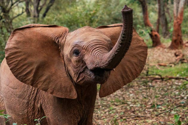 (260812) -- NAIROBI, Aug. 12, 2026 -- An African elephant plays at Sheldrick Wildlife Trust s Nairobi Nursery in Nairobi, Kenya, Aug. 11, 2026. August 12 marks World Elephant Day, an international annual event to bring attention to the threats facing elephants and promote their protection. ) KENYA-NATIONAL PARKS-WORLD ELEPHANT DAY XiexJianfei 
