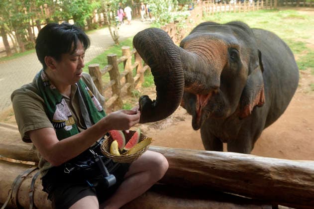 (260812) -- PINNAWALA, Aug. 12, 2026 -- A man feeds an elephant at the Pinnawala Elephant Orphanage in Sri Lanka, Aug. 10, 2026. August 12 marks World Elephant Day, an international annual event to bring attention to the threats facing elephants and promote their protection. (Photo by Xinhua) SRI LANKA-PINNAWALA-WORLD ELEPHANT DAY-ELEPHANT ORPHANAGE GayanxSameera 