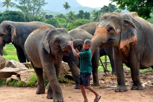 (260812) -- PINNAWALA, Aug. 12, 2026 -- An elephant keeper pets a baby elephant at the Pinnawala Elephant Orphanage in Sri Lanka, Aug. 10, 2026. August 12 marks World Elephant Day, an international annual event to bring attention to the threats facing elephants and promote their protection. (Photo by Xinhua) SRI LANKA-PINNAWALA-WORLD ELEPHANT DAY-ELEPHANT ORPHANAGE GayanxSameera 