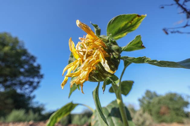 Eine verbluehte (verblühte) Sonnenblume bei Siegen-Oberschelden im Morgenlicht vor blauem wolkenlosem Himmel. Sommer im Siegerland am 12.08.2026 in Siegen Deutschland. *** A wilted sunflower near Siegen Oberschelden in the morning light against a blue, cloudless sky—summer in the Siegerland region on August 12, 2026, in Siegen, Germany