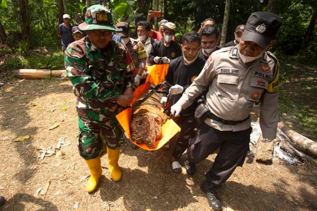 (260812) -- WEST SUMATRA, Aug. 12, 2026 -- Officers carry a female Sumatran tiger after it was found inside a trap cage in Agam Regency, West Sumatra, Indonesia, Aug. 12, 2026. The capture was carried out as part of efforts to prevent further conflict between the endangered Sumatran tiger and local communities. (Photo by Xinhua) INDONESIA-WEST SUMATRA-SUMATRA TIGER-CAPTURE AndrixMardiansyah 