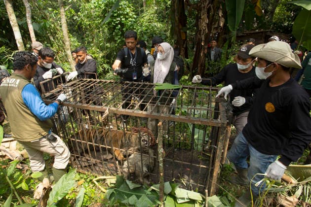(260812) -- WEST SUMATRA, Aug. 12, 2026 -- Officers check the condition of a female Sumatran tiger after it was found inside a trap cage in Agam Regency, West Sumatra, Indonesia, Aug. 12, 2026. The capture was carried out as part of efforts to prevent further conflict between the endangered Sumatran tiger and local communities. (Photo by Xinhua) INDONESIA-WEST SUMATRA-SUMATRA TIGER-CAPTURE AndrixMardiansyah 