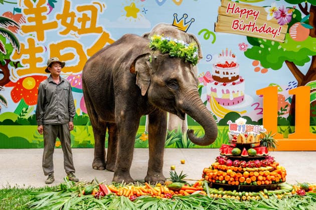(260812) -- XISHUANGBANNA, Aug. 12, 2026 -- Yangniu, a rescued Asian elephant, is seen at its birthday party at the Asian Elephant Breeding and Rescue Center in Xishuangbanna Dai Autonomous Prefecture, southwest China s Yunnan Province, Aug. 12, 2026. The Asian Elephant Breeding and Rescue Center in Xishuangbanna celebrated the birthday of Asian elephant Yangniu on Wednesday on the occasion of World Elephant Day. Since it was rescued 11 years ago, Yangniu has been taken good care of by full-time breeders. ) CHINA-YUNNAN-XISHUANGBANNA-WORLD ELEPHANT DAY-CELEBRATION (CN) HuxChao 
