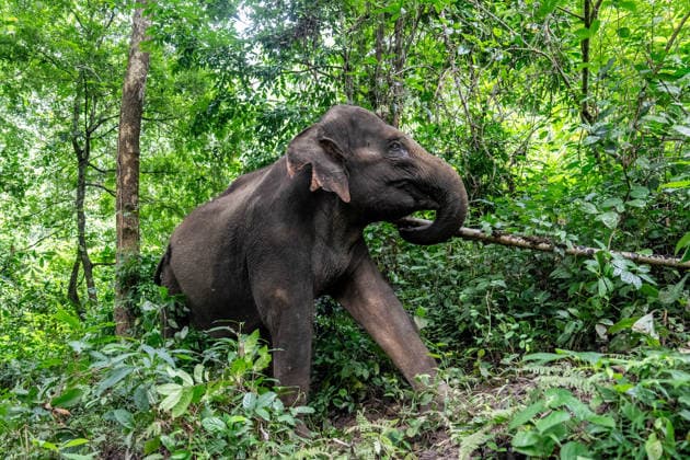 (260812) -- XISHUANGBANNA, Aug. 12, 2026 -- Yangniu, a rescued Asian elephant, pulls a branch at the Asian Elephant Breeding and Rescue Center in Xishuangbanna Dai Autonomous Prefecture, southwest China s Yunnan Province, Aug. 12, 2026. The Asian Elephant Breeding and Rescue Center in Xishuangbanna celebrated the birthday of Asian elephant Yangniu on Wednesday on the occasion of World Elephant Day. Since it was rescued 11 years ago, Yangniu has been taken good care of by full-time breeders. ) CHINA-YUNNAN-XISHUANGBANNA-WORLD ELEPHANT DAY-CELEBRATION (CN) HuxChao 
