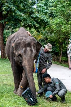 (260812) -- XISHUANGBANNA, Aug. 12, 2026 -- Breeders conduct physical check for Yangniu, a rescued Asian elephant, at the Asian Elephant Breeding and Rescue Center in Xishuangbanna Dai Autonomous Prefecture, southwest China s Yunnan Province, Aug. 12, 2026. The Asian Elephant Breeding and Rescue Center in Xishuangbanna celebrated the birthday of Asian elephant Yangniu on Wednesday on the occasion of World Elephant Day. Since it was rescued 11 years ago, Yangniu has been taken good care of by full-time breeders. ) CHINA-YUNNAN-XISHUANGBANNA-WORLD ELEPHANT DAY-CELEBRATION (CN) HuxChao 