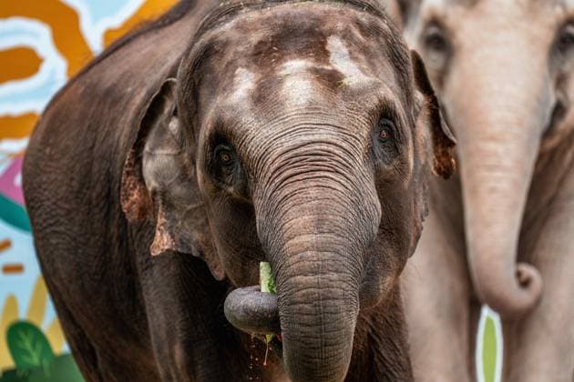 (260812) -- XISHUANGBANNA, Aug. 12, 2026 -- Yangniu, a rescued Asian elephant, eats watermelons at its birthday party at the Asian Elephant Breeding and Rescue Center in Xishuangbanna Dai Autonomous Prefecture, southwest China s Yunnan Province, Aug. 12, 2026. The Asian Elephant Breeding and Rescue Center in Xishuangbanna celebrated the birthday of Asian elephant Yangniu on Wednesday on the occasion of World Elephant Day. Since it was rescued 11 years ago, Yangniu has been taken good care of by full-time breeders. ) CHINA-YUNNAN-XISHUANGBANNA-WORLD ELEPHANT DAY-CELEBRATION (CN) HuxChao 