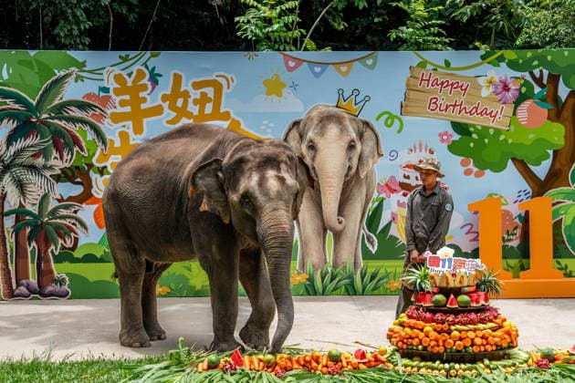 (260812) -- XISHUANGBANNA, Aug. 12, 2026 -- Yangniu, a rescued Asian elephant, is seen at its birthday party at the Asian Elephant Breeding and Rescue Center in Xishuangbanna Dai Autonomous Prefecture, southwest China s Yunnan Province, Aug. 12, 2026. The Asian Elephant Breeding and Rescue Center in Xishuangbanna celebrated the birthday of Asian elephant Yangniu on Wednesday on the occasion of World Elephant Day. Since it was rescued 11 years ago, Yangniu has been taken good care of by full-time breeders. ) CHINA-YUNNAN-XISHUANGBANNA-WORLD ELEPHANT DAY-CELEBRATION (CN) HuxChao 