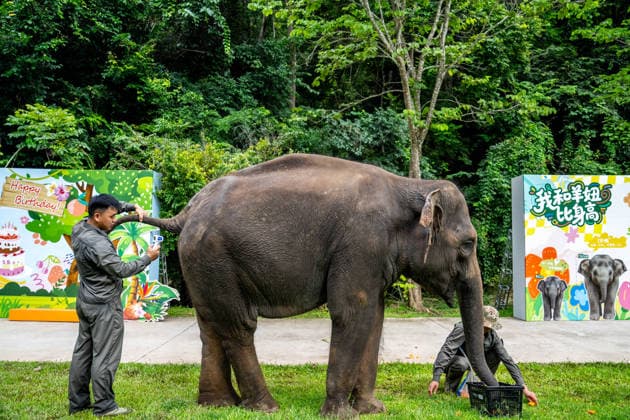 (260812) -- XISHUANGBANNA, Aug. 12, 2026 -- A breeder conducts a physical check for Yangniu, a rescued Asian elephant, at the Asian Elephant Breeding and Rescue Center in Xishuangbanna Dai Autonomous Prefecture, southwest China s Yunnan Province, Aug. 12, 2026. The Asian Elephant Breeding and Rescue Center in Xishuangbanna celebrated the birthday of Asian elephant Yangniu on Wednesday on the occasion of World Elephant Day. Since it was rescued 11 years ago, Yangniu has been taken good care of by full-time breeders. ) CHINA-YUNNAN-XISHUANGBANNA-WORLD ELEPHANT DAY-CELEBRATION (CN) HuxChao 