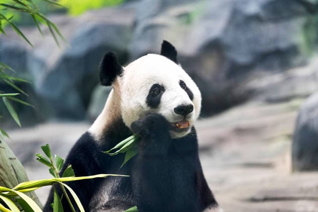 MIANYANG, CHINA - AUGUST 12: Giant panda Bosi eats food enrichment prepared by a keeper during a birthday season event at the China Conservation and Research Center for the Giant Panda s Mianyang base on August 12, 2026 in Mianyang, Sichuan Province of China. The center holds annual enrichment activities from July to September, which coincides with the concentrated breeding season and birthday season for captive giant pandas.  Copyright: xChinaxNewsxServicex 111659525312