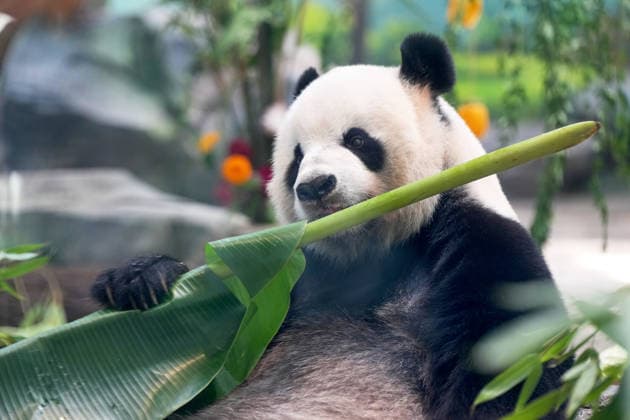 MIANYANG, CHINA - AUGUST 12: Giant panda Yinke eats food during a birthday enrichment event at the China Conservation and Research Center for the Giant Panda s Mianyang base on August 12, 2026 in Mianyang, Sichuan Province of China. Keepers prepared carrots and watermelon for the pandas as part of the activity. The center holds annual enrichment activities from July to September, which coincides with the concentrated breeding season and birthday season for captive giant pandas.  Copyright: xChinaxNewsxServicex 111659525043