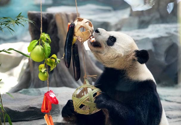 MIANYANG, CHINA - AUGUST 12: Keeper prepares enrichment food including carrot skewers and watermelon for giant panda Ya Xiang during a birthday season event at the China Conservation and Research Center for the Giant Panda s Mianyang base on August 12, 2026 in Mianyang, Sichuan Province of China. The center holds annual enrichment activities from July to September, which coincides with the concentrated breeding season and birthday season for captive giant pandas.  Copyright: xChinaxNewsxServicex 111659525047