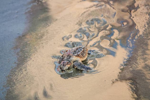 Creative Highlights World August 12, 2026, Isle Of Palms, Sc, United States of America: A baby Loggerhead sea turtle hatchling struggles to make way to the waters edge after emerging from the nest on the beach, August 12, 2026 in Isle of Palms, South Carolina. Loggerheads when born only weigh 20g, but can grow to 200kg and live to 67-years old. Isle Of Palms United States of America - ZUMAe02_ 20260812_zaf_e02_031 Copyright: xRichardxEllisx