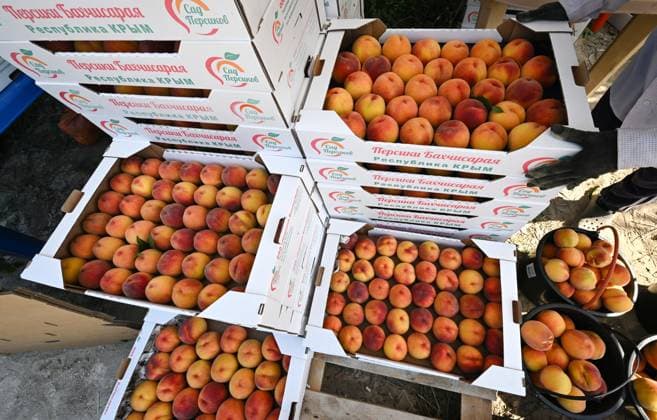 Russia Agriculture Peach Harvesting 9221127 12.08.2026 Boxes and buckets with picked peaches are seen during a harvest season in the Bakhchisarai district of the Republic of Crimea, Russia. Konstantin Mihalchevskiy Sputnik Republic of Crimea Russia  Copyright: xKonstantinxMihalchevskiyx