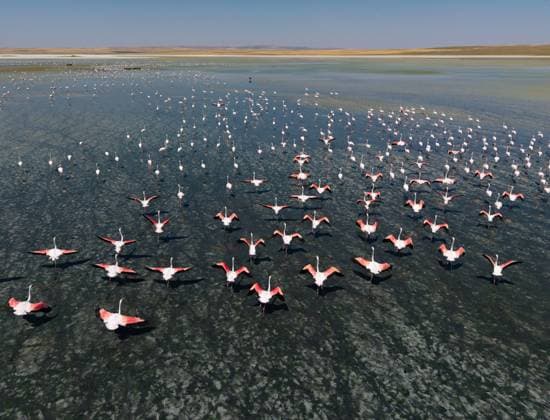 Creative Highlights World Flamingos Gather Along Migratory Route in Türkiye™s Kulu District KULU, KONYA, TÜRKÄ°YE AUGUST 12, 2026: Flamingos gather in the wetlands of Kulu district in Konya province, Türkiye, along their migratory route. The birds and the surrounding natural landscape create a striking scene as the flamingos rest and feed in the region™s wetlands. Konya Türkiye Copyright: x xAhmetxAslanx xJNAxPressx