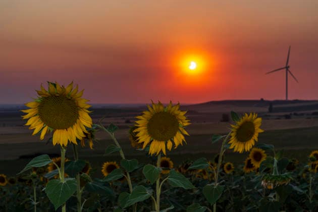 Sun flowers during solar eclipse in Spain™s Palencia Province, partial phase. Becerril de Campos Palencia Spain
