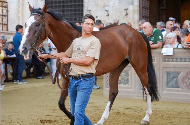 August 13, 2026, Siena, Toscana, ITALIA: Siena, Piazza del Campo Ã¢â‚¬ August 13, 2026. The *Tratta* took place this morning; it is one of the key moments of the Palio, during which the selected horses are assigned by lot to the ten *Contrade* participating in the race on August 16. Siena ITALIA  - ZUMAs236 20260813_aap_s236_014 Copyright: xFabioxSassox