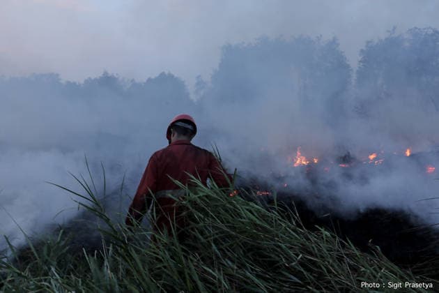 Peatland Fire In South Sumatra Members of the Manggala Agni team work to extinguish a fire at a peatland site in Palm Raya Village, Inderalaya District, South Sumatra, on August 13, 2026. Inderalaya Indonesia  Copyright: xSigitxPrasetyax originalFilename: prasetya-notitle260813_npHvv.jpg