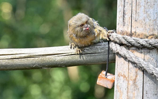 Keeping the animals cool as the temperature soars to over 35 degrees at the West Midlands Safari Park with special Ice Lollies,Bewdley, Worcestershire, England Pygmy Marmosits enjoy cooling down licking their specially prepared lollies full of some of their favourite treats as the temperature soars to over 35 degrees at the West Midlands Safari Park, Credit:Jules Annan Avalon England  Copyright: xJulesxAnnanx xAvalonx 1122735607