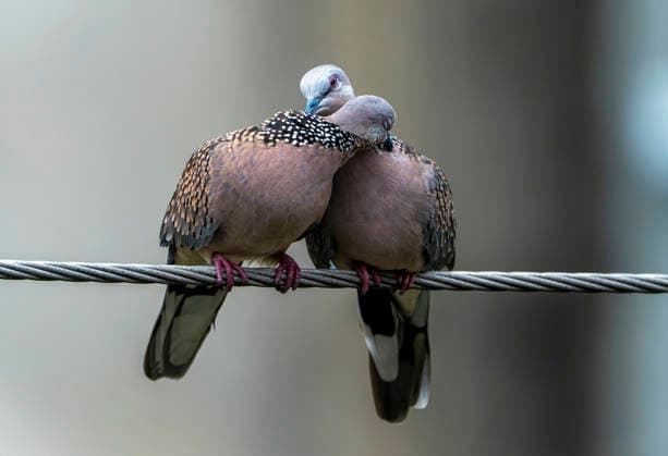 RECORD DATE NOT STATED A pair of Spotted Doves sit together on a cable wire, in Siliguri Siliguri, Aug 13 (ANI): A pair of Spotted Doves sit together on a cable wire, in Siliguri on Wednesday. Siliguri West Bengal India Copyright: xANIx ANI_20260813001