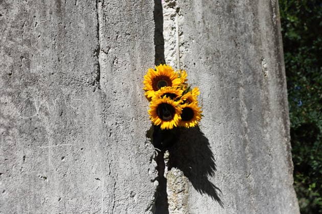 Sonnenblumen stecken zum 65. Jahrestag des Baus der Berliner Mauer in einem Mauersegment an der Mauergedenkstätte am Griebnitzsee in Potsdam, 13. August 2026. 65 Jahre Mauerbau *** Sunflowers are placed in a segment of the Berlin Wall at the Wall Memorial on Griebnitzsee in Potsdam to mark the 65th anniversary of the construction of the Berlin Wall, August 13, 2026—65 years since the Wall was built