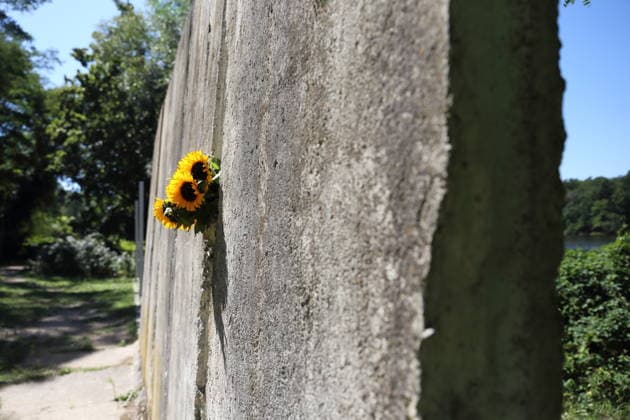 Sonnenblumen stecken zum 65. Jahrestag des Baus der Berliner Mauer in einem Mauersegment an der Mauergedenkstätte am Griebnitzsee in Potsdam, 13. August 2026. 65 Jahre Mauerbau *** Sunflowers are placed in a segment of the Berlin Wall at the Wall Memorial on Griebnitzsee in Potsdam to mark the 65th anniversary of the construction of the Berlin Wall, August 13, 2026—65 years since the Wall was built