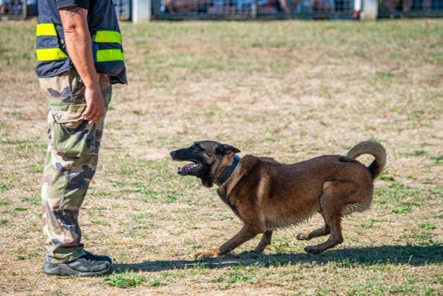 French Center Training Gendarmerie Dog Teams - Gramat The Centre National d’Instruction Cynophile de la Gendarmerie (CNICG) in Gramat, Lot, France on Undated, the sole French center training gendarmerie canine teams since 1945, operates across 14 hectares with nine kennels accommodating up to 150 dogs simultaneously, training 350 students annually in intensive courses to form handler-dog pairs, with dogs—primarily Belgian Malinois—specializing in person search, narcotics detection, explosives, weapons, and electronic media detection. August 13, 2026. Photo by Denis Prezat ABACAPRESS.COM Gramat France  Copyright: xPrezatxDenis ABACAx
