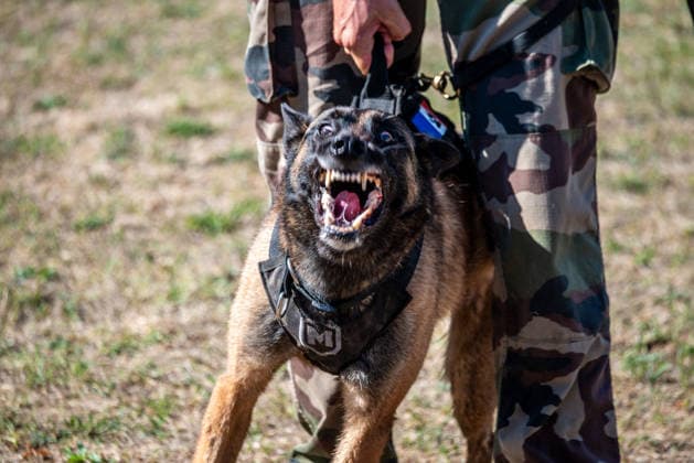 French Center Training Gendarmerie Dog Teams - Gramat The Centre National d’Instruction Cynophile de la Gendarmerie (CNICG) in Gramat, Lot, France on Undated, the sole French center training gendarmerie canine teams since 1945, operates across 14 hectares with nine kennels accommodating up to 150 dogs simultaneously, training 350 students annually in intensive courses to form handler-dog pairs, with dogs—primarily Belgian Malinois—specializing in person search, narcotics detection, explosives, weapons, and electronic media detection. August 13, 2026. Photo by Denis Prezat ABACAPRESS.COM Gramat France  Copyright: xPrezatxDenis ABACAx