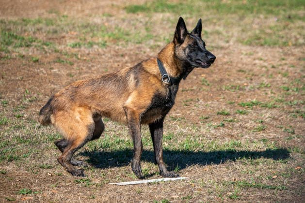 French Center Training Gendarmerie Dog Teams - Gramat The Centre National d’Instruction Cynophile de la Gendarmerie (CNICG) in Gramat, Lot, France on Undated, the sole French center training gendarmerie canine teams since 1945, operates across 14 hectares with nine kennels accommodating up to 150 dogs simultaneously, training 350 students annually in intensive courses to form handler-dog pairs, with dogs—primarily Belgian Malinois—specializing in person search, narcotics detection, explosives, weapons, and electronic media detection. August 13, 2026. Photo by Denis Prezat ABACAPRESS.COM Gramat France  Copyright: xPrezatxDenis ABACAx