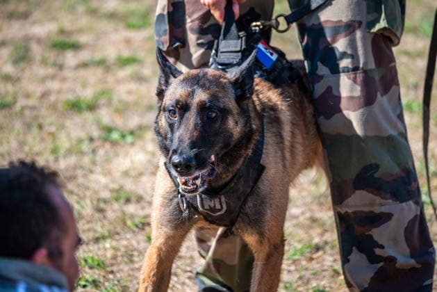 French Center Training Gendarmerie Dog Teams - Gramat The Centre National d’Instruction Cynophile de la Gendarmerie (CNICG) in Gramat, Lot, France on Undated, the sole French center training gendarmerie canine teams since 1945, operates across 14 hectares with nine kennels accommodating up to 150 dogs simultaneously, training 350 students annually in intensive courses to form handler-dog pairs, with dogs—primarily Belgian Malinois—specializing in person search, narcotics detection, explosives, weapons, and electronic media detection. August 13, 2026. Photo by Denis Prezat ABACAPRESS.COM Gramat France  Copyright: xPrezatxDenis ABACAx