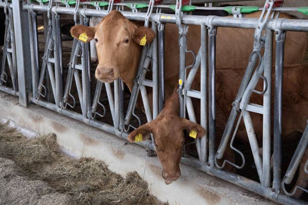 Rinder schauen aus ihrem Stallgitter und fressen ihr Futter, Silke GORISSEN, GorißÂüen, CDU, Ministerin fuer Landwirtschaft und Verbraucherschutz des Landes Nordrhein-Westfalen, besucht auf ihrer NRW-is(s)t-gut-Tour den Hof Keil in Reken, 13.08.2026. *** Cattle look out through the bars of their barn and eat their feed; Silke GORISSEN, GorißÂüen, CDU, Minister of Agriculture and Consumer Protection for the State of North Rhine-Westphalia, visits the Keil Farm in Reken as part of her NRW is s t gut tour, August 13, 2026