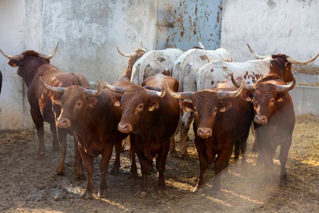 August 13, 2026, PeoÂ±Afiel, Valladolid, USA: A small herd of bulls is corralled in Valdobar corral the night before the commencement of the Fiestas de Nuestra SeoÂ±ora y San Roque in PeoÂ±afiel, Spain on Thursday, August 13, 2026. The annual festival, taking place this year on August 14-18, includes traditional bullfighting and bull running events. PeoÂ±Afiel USA  - ZUMAg235 20260813_zap_g235_001 Copyright: xPaulxChristianxGordonx