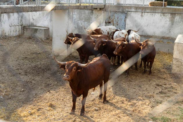 August 13, 2026, PeoÂ±Afiel, Valladolid, USA: A small herd of bulls is corralled in Valdobar corral the night before the commencement of the Fiestas de Nuestra SeoÂ±ora y San Roque in PeoÂ±afiel, Spain on Thursday, August 13, 2026. The annual festival, taking place this year on August 14-18, includes traditional bullfighting and bull running events. PeoÂ±Afiel USA - ZUMAg235 20260813_zap_g235_005 Copyright: xPaulxChristianxGordonx