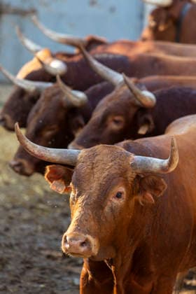 August 13, 2026, PeoÂ±Afiel, Valladolid, USA: A small herd of bulls is corralled in Valdobar corral the night before the commencement of the Fiestas de Nuestra SeoÂ±ora y San Roque in PeoÂ±afiel, Spain on Thursday, August 13, 2026. The annual festival, taking place this year on August 14-18, includes traditional bullfighting and bull running events. PeoÂ±Afiel USA  - ZUMAg235 20260813_zap_g235_006 Copyright: xPaulxChristianxGordonx