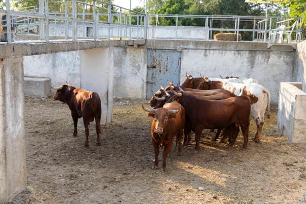 August 13, 2026, PeoÂ±Afiel, Valladolid, USA: A small herd of bulls is corralled in Valdobar corral the night before the commencement of the Fiestas de Nuestra SeoÂ±ora y San Roque in PeoÂ±afiel, Spain on Thursday, August 13, 2026. The annual festival, taking place this year on August 14-18, includes traditional bullfighting and bull running events. PeoÂ±Afiel USA - ZUMAg235 20260813_zap_g235_009 Copyright: xPaulxChristianxGordonx