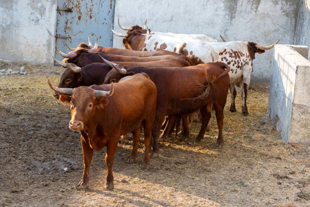 August 13, 2026, PeoÂ±Afiel, Valladolid, USA: A small herd of bulls is corralled in Valdobar corral the night before the commencement of the Fiestas de Nuestra SeoÂ±ora y San Roque in PeoÂ±afiel, Spain on Thursday, August 13, 2026. The annual festival, taking place this year on August 14-18, includes traditional bullfighting and bull running events. PeoÂ±Afiel USA - ZUMAg235 20260813_zap_g235_010 Copyright: xPaulxChristianxGordonx
