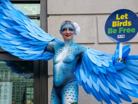 August 13, 2026, New York, New York, USA: NYC PETA demonstration in Union Square with painted live parakeet models on stilts bringing attention to a PETA investigation exposing a mass breeding factory in Petco s supply chain. They are claiming birds are crammed tightly into waste filled cages without veterinary care for sick or injured animals and left to die. The animal rights group charges an Oklahoma breeder Creekside birds with animal cruelty and ask please dont buy birds or any other live animals from Petco or any other pet store. Adopt instead. New York USA  - ZUMAh156 20260813_znp_h156_005 Copyright: xMiloxHessx
