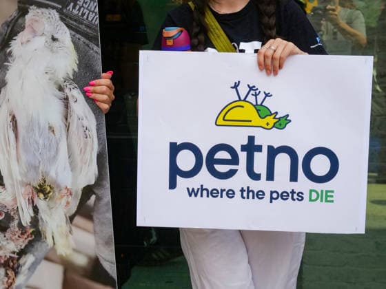 August 13, 2026, New York, New York, USA: NYC PETA demonstration in Union Square with painted live parakeet models on stilts bringing attention to a PETA investigation exposing a mass breeding factory in Petco s supply chain. They are claiming birds are crammed tightly into waste filled cages without veterinary care for sick or injured animals and left to die. The animal rights group charges an Oklahoma breeder Creekside birds with animal cruelty and ask please dont buy birds or any other live animals from Petco or any other pet store. Adopt instead. New York USA  - ZUMAh156 20260813_znp_h156_008 Copyright: xMiloxHessx