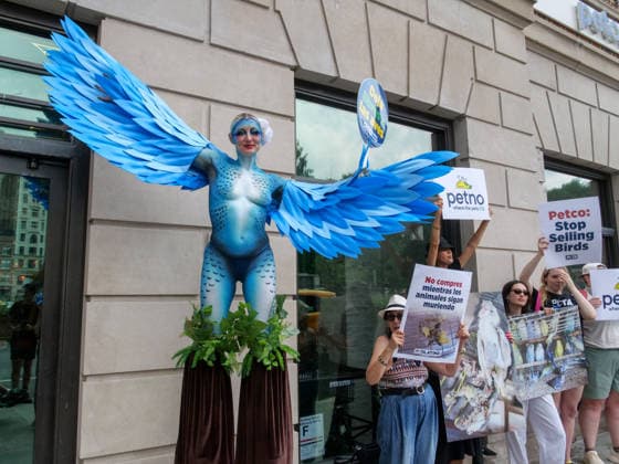 August 13, 2026, New York, New York, USA: NYC PETA demonstration in Union Square with painted live parakeet models on stilts bringing attention to a PETA investigation exposing a mass breeding factory in Petco s supply chain. They are claiming birds are crammed tightly into waste filled cages without veterinary care for sick or injured animals and left to die. The animal rights group charges an Oklahoma breeder Creekside birds with animal cruelty and ask please dont buy birds or any other live animals from Petco or any other pet store. Adopt instead. New York USA  - ZUMAh156 20260813_znp_h156_012 Copyright: xMiloxHessx