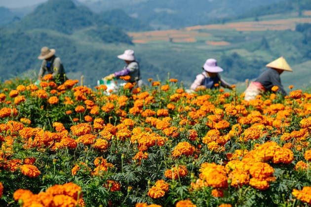 MENGZI, CHINA - AUGUST 13: Farmers harvest marigold flowers at fields during harvest season on August 13, 2026 in Mengzi, Honghe Hani and Yi Autonomous Prefecture, Yunnan Province of China.  Copyright: xVCGx 111659726742