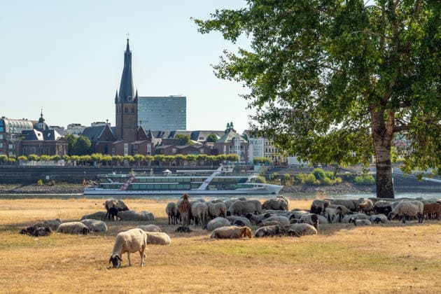 Schafherde sucht Schatten unter einem Baum, Gluthitze bis 36 Grad, Rheinwiesen sind nach wochenlanger Trockenheit braun und verdorrt, Uferbereiche sind trocken gefallen, Düsseldorf, 14. August 2026 Deutschland, Düsseldorf, 14. August 2026, Schafherde sucht Schatten unter einem Baum, Gluthitze bis 36 Grad, die Oberkasseler Rheinwiesen sind nach wochenlanger Trockenheit braun und verdorrt, Uferbereiche sind trocken gefallen, Freitagmittag um 11:30 Uhr, das Fahrgastschiff Rheinfantasie fährt vrbei, Rheinufer gegenüber der Düsseldorfer Altstadt mit Kirche St. Lambertus (links), durch die anhaltende Trockenheit ist der Pegelstand des Rheins auf ein extrem niedriges Niveau gefallen, die Schifffahrt ist eingeschränkt, zu wenig Regen, schöne