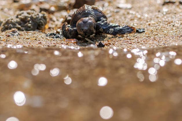 (260814) -- SINGAPORE, Aug. 14, 2026 -- A sea turtle crawls toward the sea after being released on Small Sister s Island in Singapore, Aug. 14, 2026. Singapore s National Parks Board (NParks) launched a sea turtle conservation program in 2016 and has since implemented a range of conservation measures. ) SINGAPORE-TURTLE-CONSERVATION ThenxChihxWey 