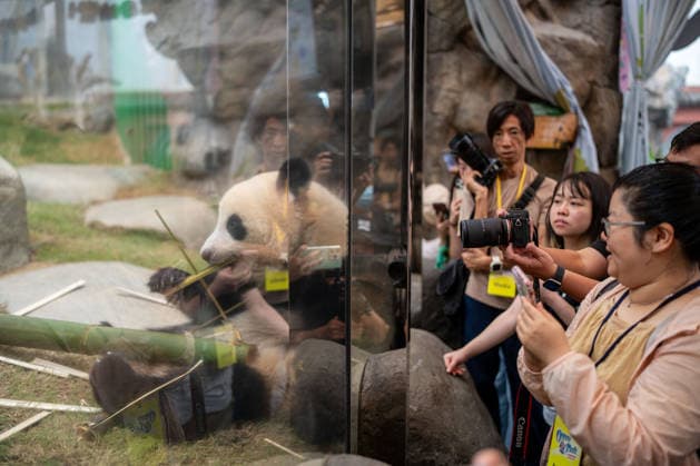 Hong Kong Panda Twins Mark 2nd Birthday Giant Panda Jia Jia at Hong Kong Ocean Park on August 14, 2026 in Hong Kong. The Hong Kong Panda twins today celebrated their 2nd birthday. (Photo by Vernon Yuen Nexpher Images) HONG KONG