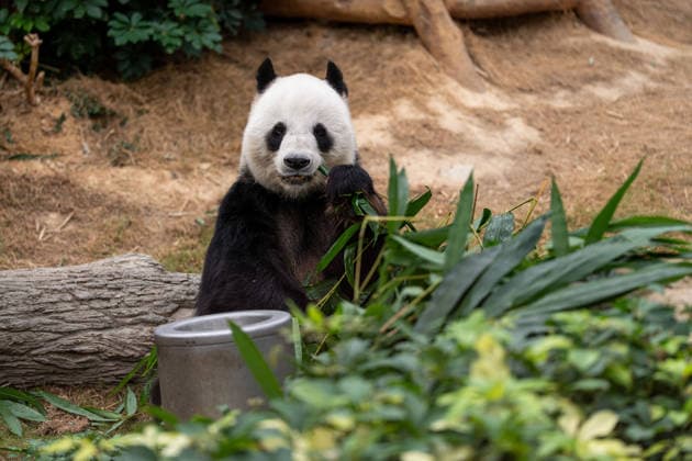 Hong Kong Panda Twins Mark 2nd Birthday Giant Panda Lok Lok eating at Hong Kong Ocean Park on August 14, 2026 in Hong Kong. The Hong Kong Panda twins today celebrated their 2nd birthday. (Photo by Vernon Yuen Nexpher Images) HONG KONG