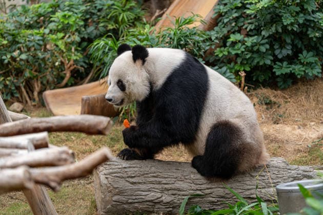 Hong Kong Panda Twins Mark 2nd Birthday Giant Panda Lok Lok at Hong Kong Ocean Park on August 14, 2026 in Hong Kong. The Hong Kong Panda twins today celebrated their 2nd birthday. (Photo by Vernon Yuen Nexpher Images) HONG KONG