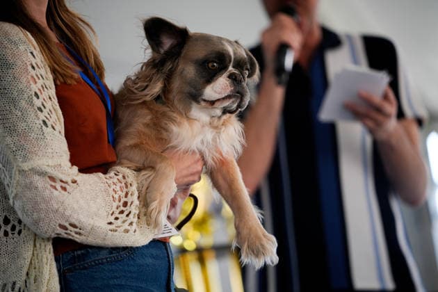 World s Ugliest Dog contest 2026 in California SONOMA COUNTY, CALIFORNIA - AUG 14: World s Ugliest Dog contest 2026 was held at Sonoma County Event Center in Santa Rosa, California, United States on August 14, 2026. Tayfun Coskun Anadolu California United States. Editorial use only. Please get in touch for any other usage.  Copyright: x2026xAnadoluxTayfunxCoskunx