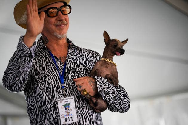 World s Ugliest Dog contest 2026 in California SONOMA COUNTY, CALIFORNIA - AUG 14: Dog named Little Prince Wonder competes during World s Ugliest Dog contest 2026 at Sonoma County Event Center in Santa Rosa, California, United States on August 14, 2026. Tayfun Coskun Anadolu California United States. Editorial use only. Please get in touch for any other usage.  Copyright: x2026xAnadoluxTayfunxCoskunx