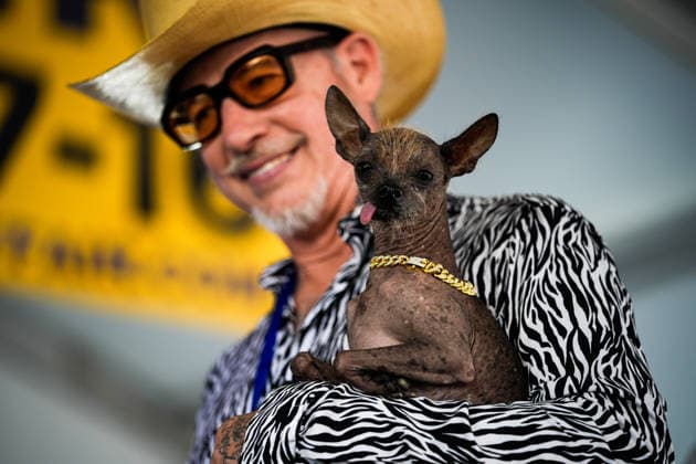 World s Ugliest Dog contest 2026 in California SONOMA COUNTY, CALIFORNIA - AUG 14: Dog named Little Prince Wonder competes during World s Ugliest Dog contest 2026 at Sonoma County Event Center in Santa Rosa, California, United States on August 14, 2026. Tayfun Coskun Anadolu California United States. Editorial use only. Please get in touch for any other usage.  Copyright: x2026xAnadoluxTayfunxCoskunx