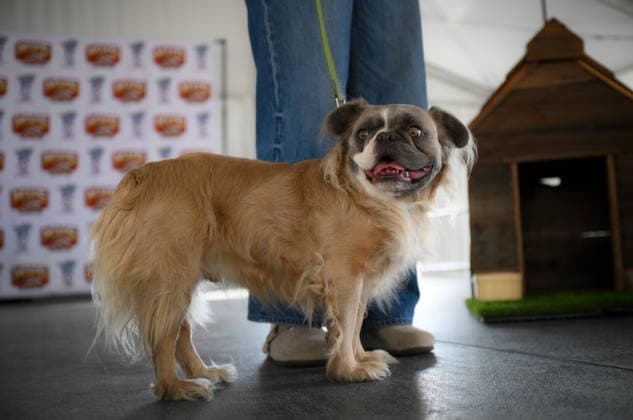 World s Ugliest Dog contest 2026 in California SONOMA COUNTY, CALIFORNIA - AUG 14: World s Ugliest Dog contest 2026 was held at Sonoma County Event Center in Santa Rosa, California, United States on August 14, 2026. Tayfun Coskun Anadolu California United States. Editorial use only. Please get in touch for any other usage.  Copyright: x2026xAnadoluxTayfunxCoskunx