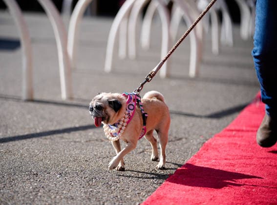 World s Ugliest Dog contest 2026 in California SONOMA COUNTY, CALIFORNIA - AUG 14: Dog named Jennie Leu was crowned as the winner of the 2026 World s Ugliest Dog contest with her owner Michelle Grady by her side and was awarded $5,000 on August 14, 2026 at Sonoma County Event Center in Santa Rosa, California, United States. Tayfun Coskun Anadolu California United States. Editorial use only. Please get in touch for any other usage.  Copyright: x2026xAnadoluxTayfunxCoskunx